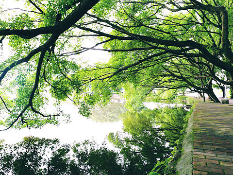 寻绿（个人主页-ZMjI2MzkyMDg=） - 其他摄影 - 站酷设计师lanlanlanlanlan原创素材 - 站酷ZCOOL