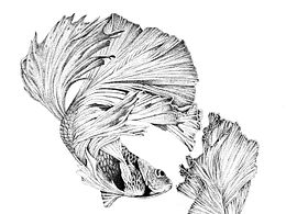 双鱼花坊