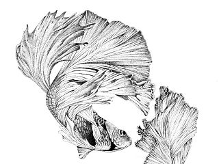 楚歌钢笔画-双鱼（点画）55*40cm