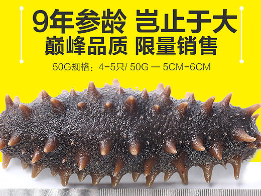 参王 海参