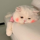 吃鱼不吃刺身的头像