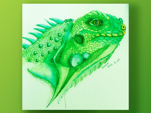 钢笔手绘——绿鬣蜥