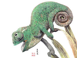 插画