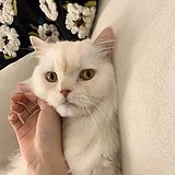 迷途的鹿L的头像