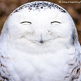 LEOPHOTO的头像