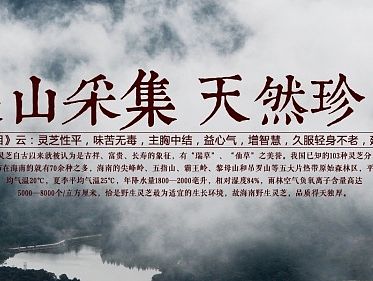 灵芝茶的全屏海报 养生茶叶