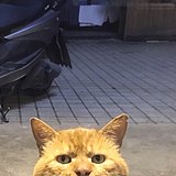 波兰饺子的头像
