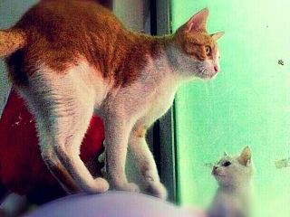 辛勤的猫奴一枚（个人主页-ZNzQ5MDgyOA==） - 其他 - 站酷设计师夏尛寞滴原创素材 - 站酷ZCOOL