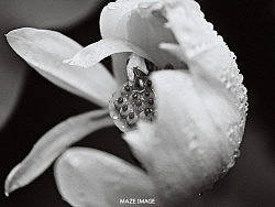 雨后殘蓮（個(gè)人主頁-ZMjY4NTQzNg==） - 產(chǎn)品攝影 - 站酷設(shè)計(jì)師maze樺原創(chuàng)素材 - 站酷ZCOOL