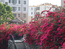 春天亂亂拍-三角梅-櫻花