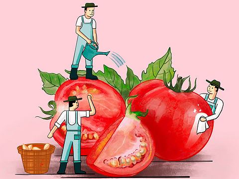 番茄酱插画