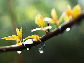 雨后~