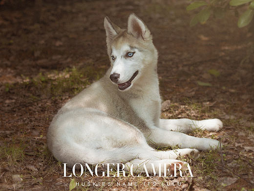 宠物摄影# 哈士奇（个人主页-ZMTY3OTMxNDA=） - 宠物摄影 - 站酷设计师就是这个小吕同学原创素材 - 站酷ZCOOL