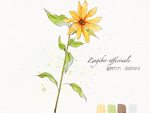 ipad淡彩 洋姜菊