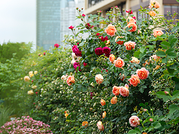 花至花园内的月季花