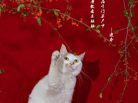 宠物摄影-春（猫咪）