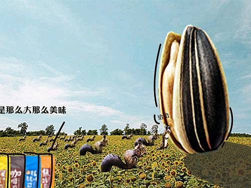 临摹+洽洽瓜子平面广告设计