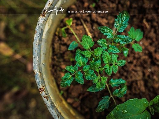学校的花花草草