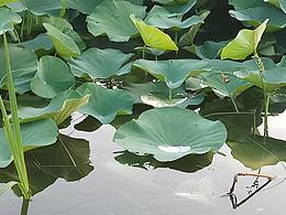 天然氣質(zhì)，荷葉甜甜。