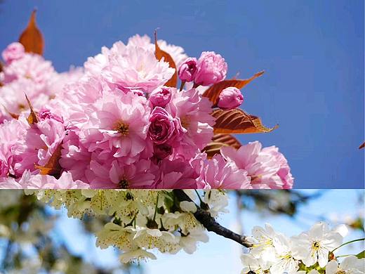 春花繁茂
