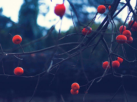 冬日里的柿子树