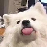 一只金麒麟的头像