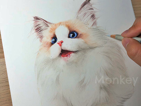 布偶猫