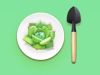 多肉－临摹