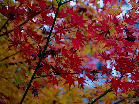 疫情下的成都深秋