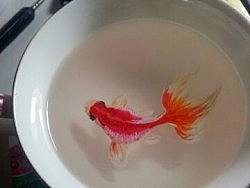 向深堀隆介学习做的3D金鱼