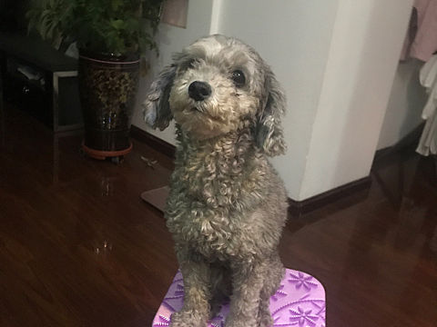 雨天冻成狗