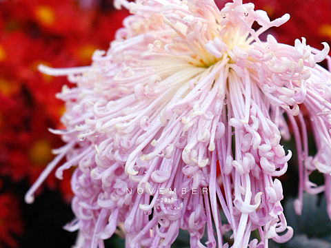 菊（个人主页-ZMjUwNDY0MDQ=） - 产品摄影 - 站酷设计师journey19940原创素材 - 站酷ZCOOL