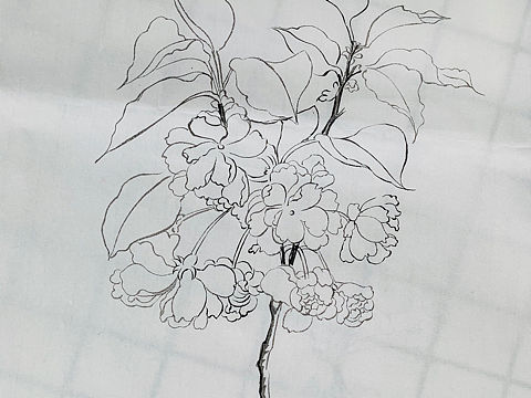 白描垂丝海棠