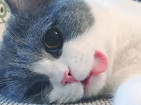 喵（个人主页-ZMjI2NDQ2Mjg=） - 宠物摄影 - 站酷设计师pc5917原创素材 - 站酷ZCOOL