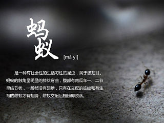 蚂蚁