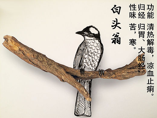 中药科普手绘