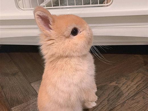 哆来a梦
