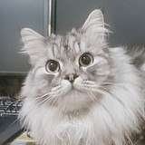 娜太阳N的头像