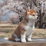 美籽的头像