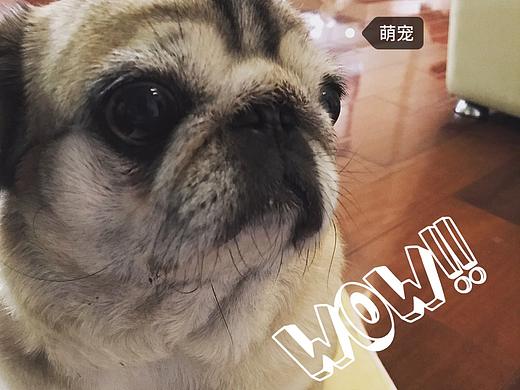 家有萌宠（个人主页-ZMjA2NzIwMTY=） - 宠物摄影 - 站酷设计师xiajue原创素材 - 站酷ZCOOL