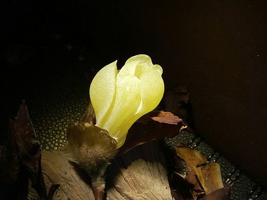 蜜蜡玉兰花