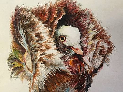 这只高贵的鹰完成了