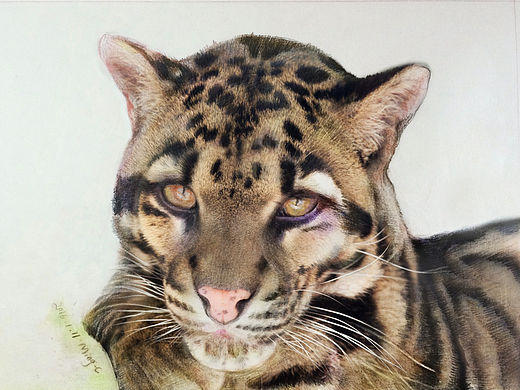 云豹  A3大小 (CANSON/康颂 素描纸  + 辉柏嘉72色水溶性彩铅)