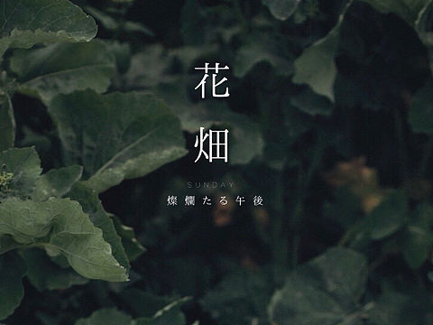 萝卜地里的春天
