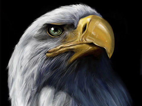 雄鹰（个人主页-ZMzAzOTU5MjA=） - 创作习作 - 站酷设计师热量不足原创素材 - 站酷ZCOOL