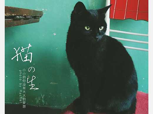 奶奶家的小黑猫。