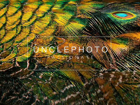 孔雀小拍（個(gè)人主頁-ZMzE1ODAyODQ=） - 寵物攝影 - 站酷設(shè)計(jì)師Et_Quan原創(chuàng)素材 - 站酷ZCOOL