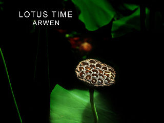 又到采莲时（个人主页-ZNDk5OTAzMg==） - 风光摄影 - 站酷设计师Arwwen原创素材 - 站酷ZCOOL