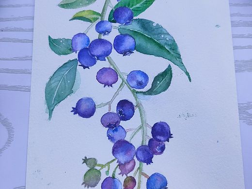 水彩蓝莓（个人主页-ZMzg3NjY0ODg=） - 绘画 - 站酷设计师絵飛的魚儿原创素材 - 站酷ZCOOL