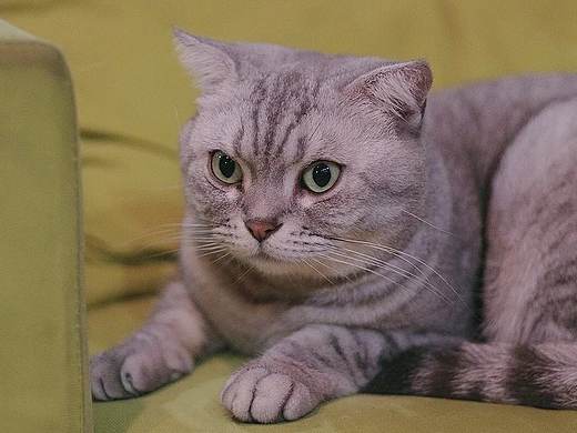 几只喵（个人主页-ZMTg4NTc5NDg=） - 宠物摄影 - 站酷设计师许小_xu原创素材 - 站酷ZCOOL